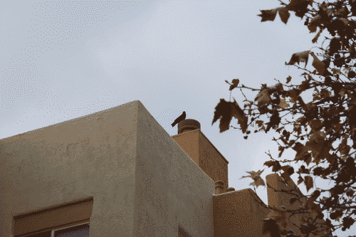 A crow savoring the warm air rising from a chimney in our apartment complex in Santa Fe