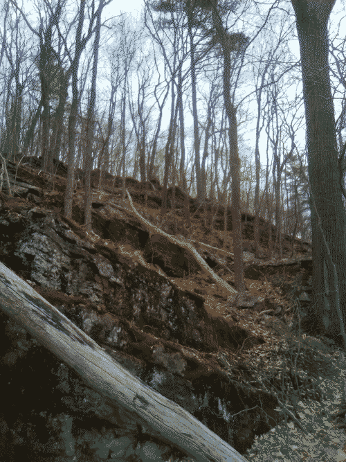 Wonderful trees rising from the rocky soil in Niquette Bay State Park