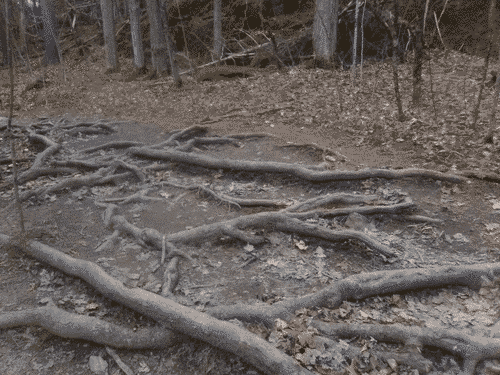 Tree roots mirror all life in Niquette Bay State Park
