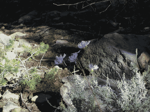 Little purple flowers in Carson National Forest