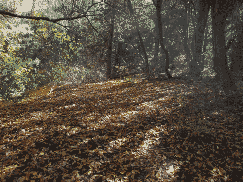Fall leaves on the ground in a clearing in Carson National Forest