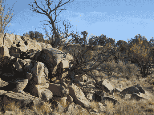 More barren trees sticking up diagonally out of the rocks.