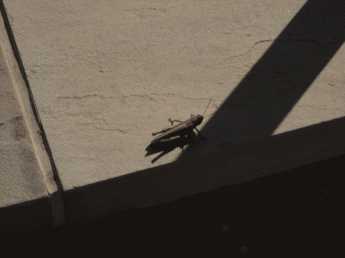 Cricket at a blading spot.