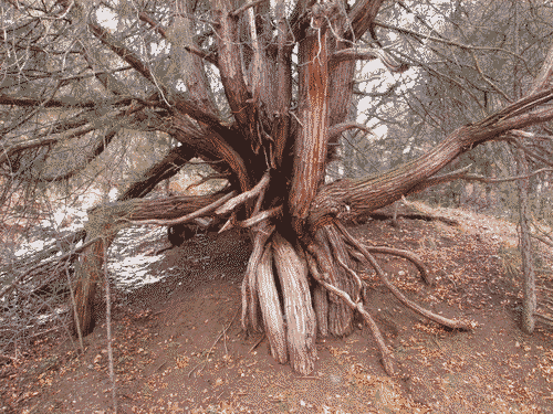 As above, as below tree at Little Teseque