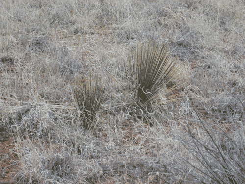Baby agaves in the tall grass