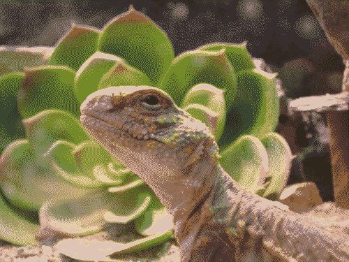 Beautiful lizard posing in front of a jade plant.