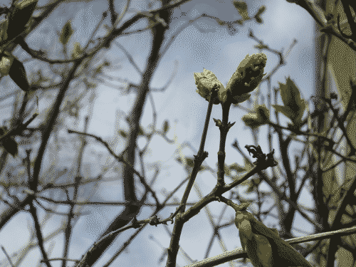 Young spring buds against a wispy blue sky