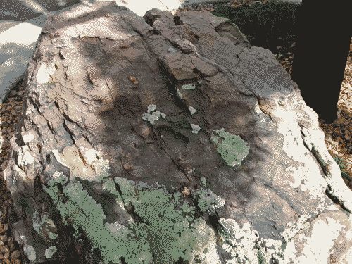 Blue-green moss on a wonderfully textured rock