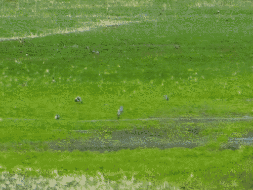 Great blue herons hanging out in the marsh at the edge of Eagle Nest Lake