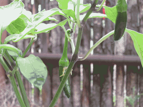 A couple homegrown chiles in the front yard