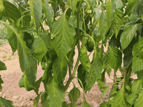 Green chiles at Big Jim Farms in ABQ