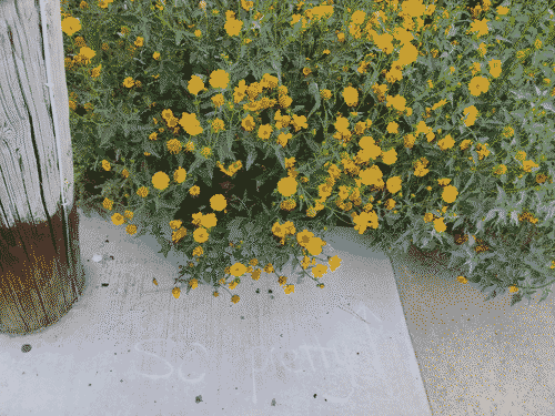 Greenthread flowers blooming by the sidewalk where somebody has written SO PRETTY in chalk