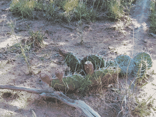 A little prickly pear cactus at the bird sanctuary in Santa Fe