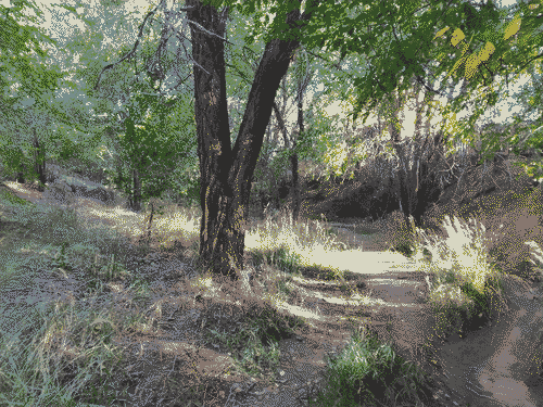 Verdant, shady arroyo down the street from our apartment