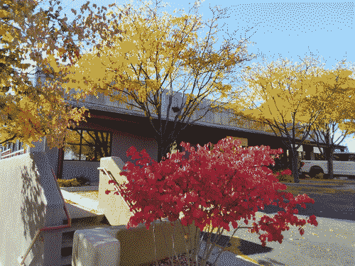 Red and yellow fall leaves on the trees in the Sweetwater Harvest parking lot