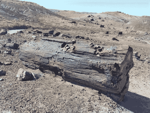 Large log of petrified wood with gold and silver colored bark
