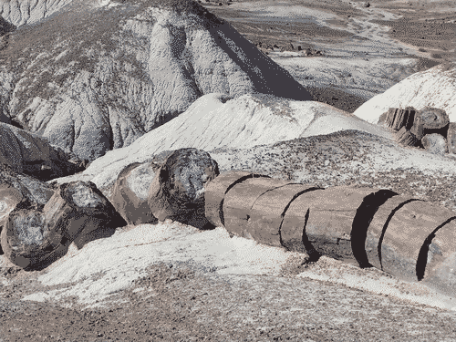 Petrified log cut into slices which are falling down a sandy hill