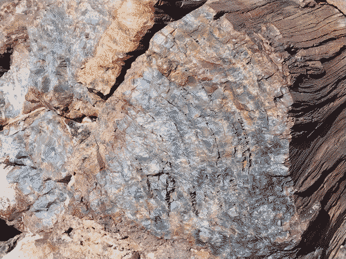 Cleanly cut surface of a petrified log with bright white quartz inside; some red and yellow is visible dotting the quartz