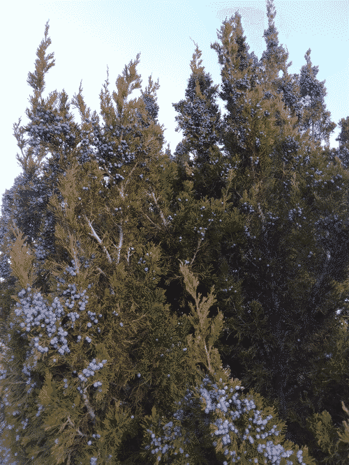 Juniper berries on a prolific tree, reaching up to the sky