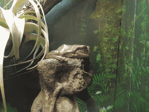 Shiny brown frog with a sort of wrinkly-old-man-face sitting atop an artificial stone perch, a spider plant visible creeping into the frame from the left